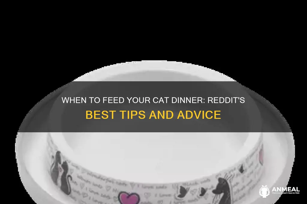 when should i feed my cat dinner redtdi