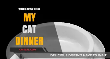 Best Time to Feed Your Cat Dinner: Tips for Optimal Health