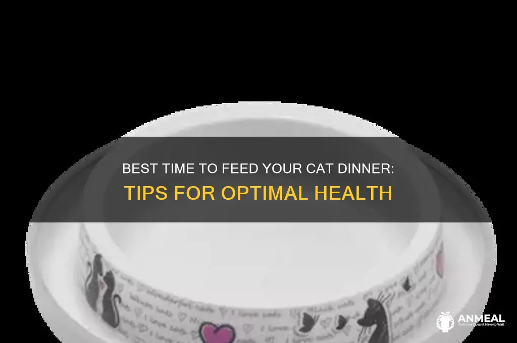 when should i feed my cat dinner