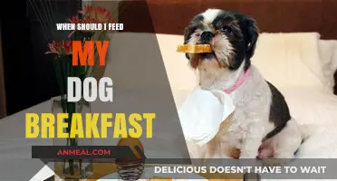 Best Time to Feed Your Dog Breakfast: Tips for a Healthy Routine