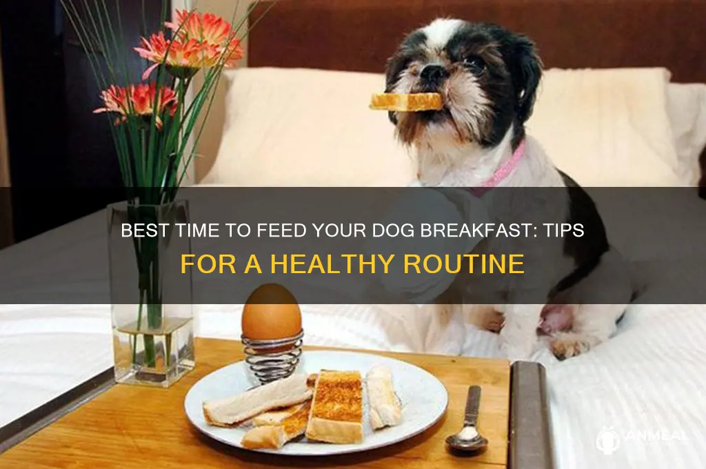 when should i feed my dog breakfast