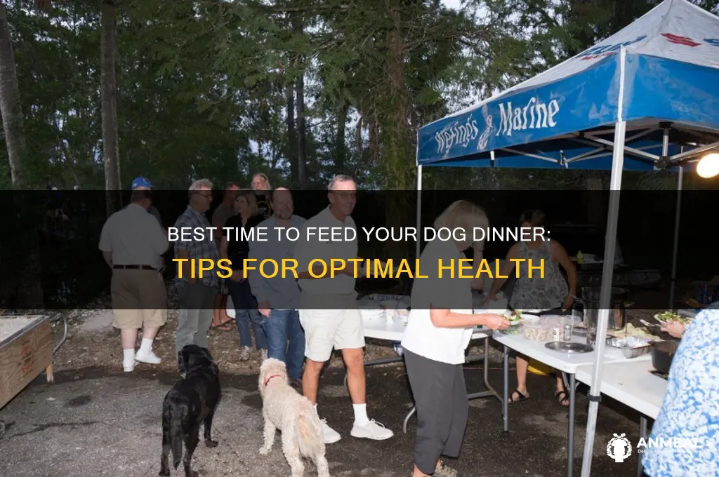 when should i feed my dog dinner