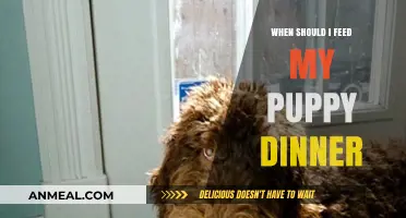 Perfect Puppy Dinner Timing: When to Feed Your Growing Pup