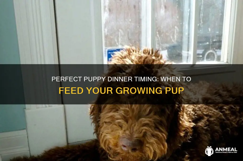 when should i feed my puppy dinner
