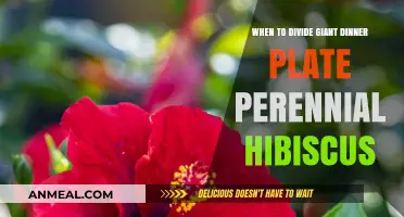 Perfect Timing: Dividing Giant Dinner Plate Perennial Hibiscus for Healthy Growth