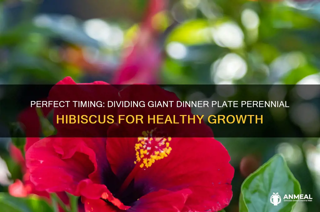 when to divide giant dinner plate perennial hibiscus