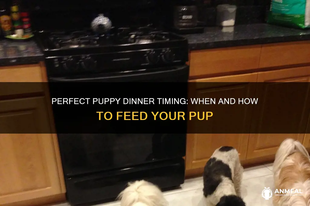when to feed a puppy dinner