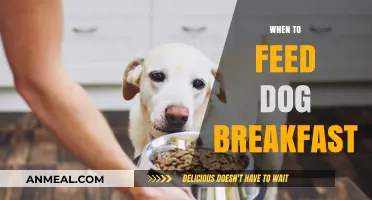 Best Time to Feed Your Dog Breakfast for Optimal Health