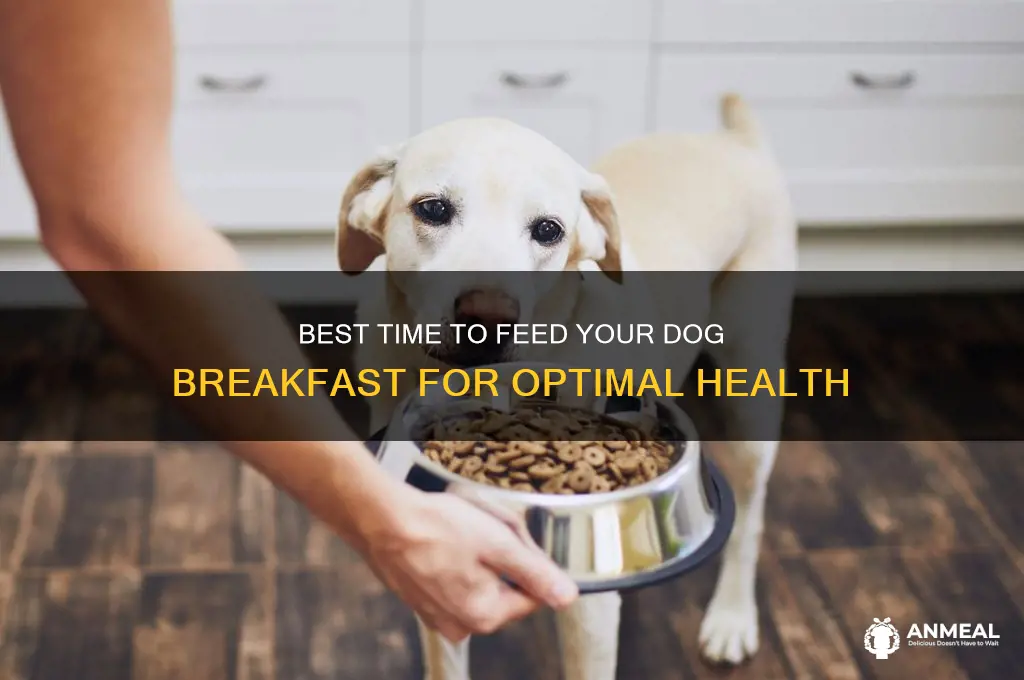 when to feed dog breakfast