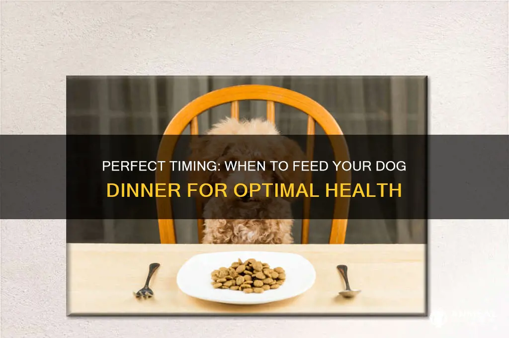 when to feed dog dinner