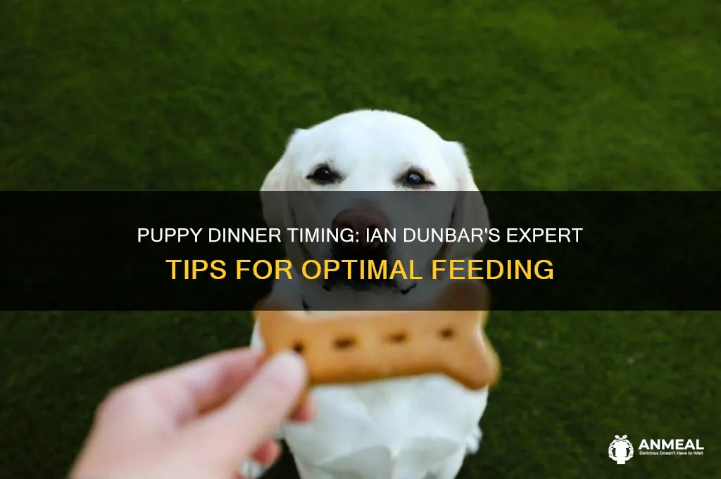 when to feed puppy dinner ian dunabr