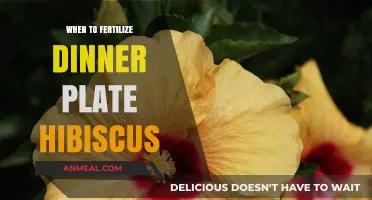 Optimal Fertilizing Times for Dinner Plate Hibiscus: A Complete Guide