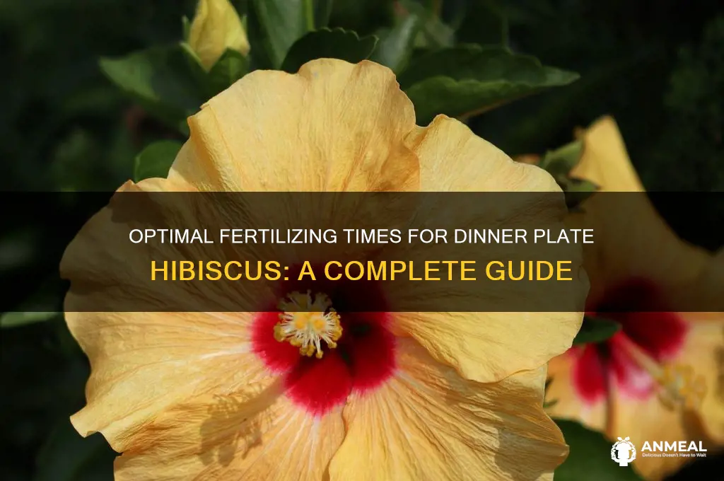 when to fertilize dinner plate hibiscus