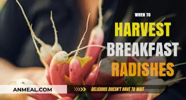 Perfect Timing: Harvesting Breakfast Radishes for Crisp, Flavorful Results