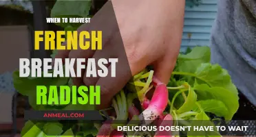 Perfect Timing: Harvesting French Breakfast Radishes for Crisp, Flavorful Results