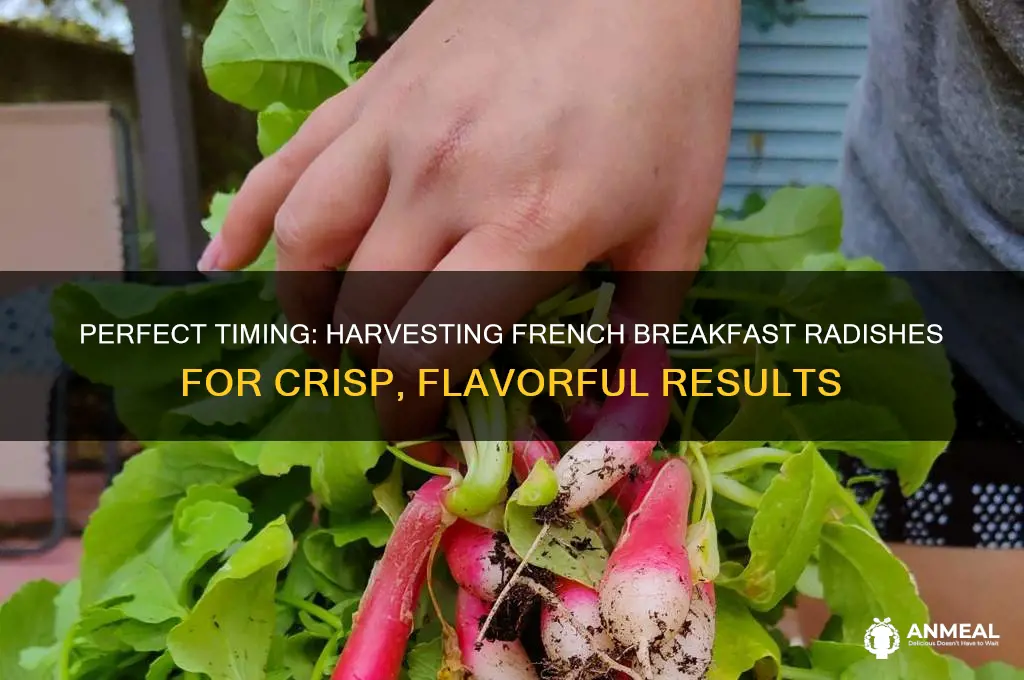 when to harvest french breakfast radish