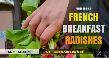 Perfect Timing for Harvesting French Breakfast Radishes: A Guide