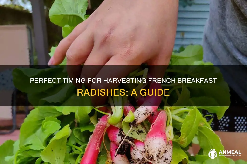 when to pick french breakfast radishes
