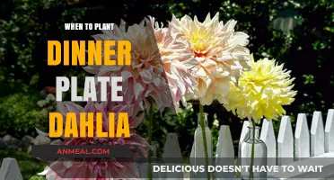 Perfect Timing for Planting Dinner Plate Dahlias for Maximum Blooms