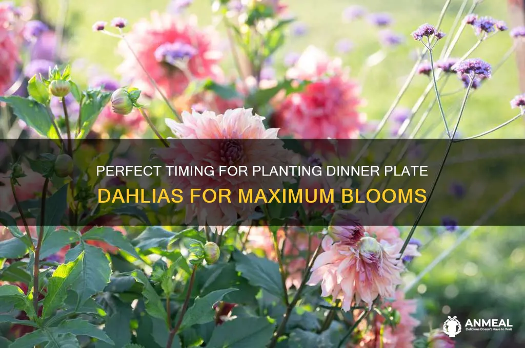 when to plant dinner plate dahlia