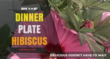 Perfect Timing for Planting Dinner Plate Hibiscus in Your Garden