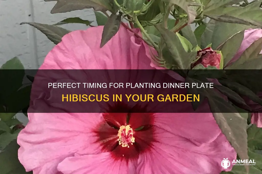 when to plant dinner plate hibiscus