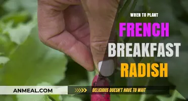 Perfect Timing for Planting French Breakfast Radishes: A Guide