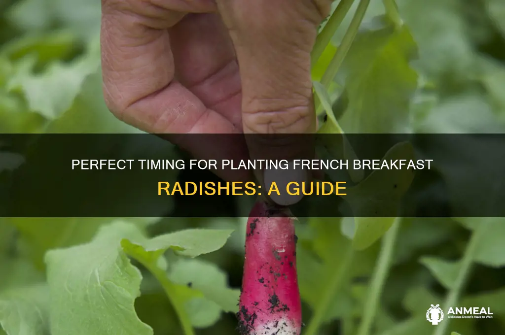 when to plant french breakfast radish