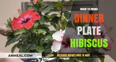Pruning Dinner Plate Hibiscus: Best Timing for Healthy Growth & Blooms
