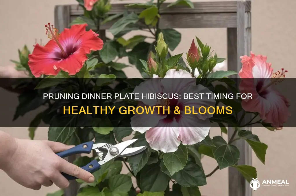 when to prune dinner plate hibiscus