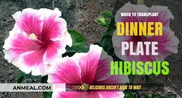 Best Time to Transplant Dinner Plate Hibiscus for Healthy Growth