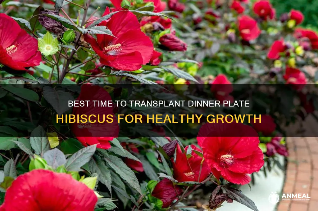 when to transplant dinner plate hibiscus
