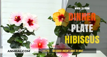 Perfect Timing for Trimming Your Dinner Plate Hibiscus: A Guide