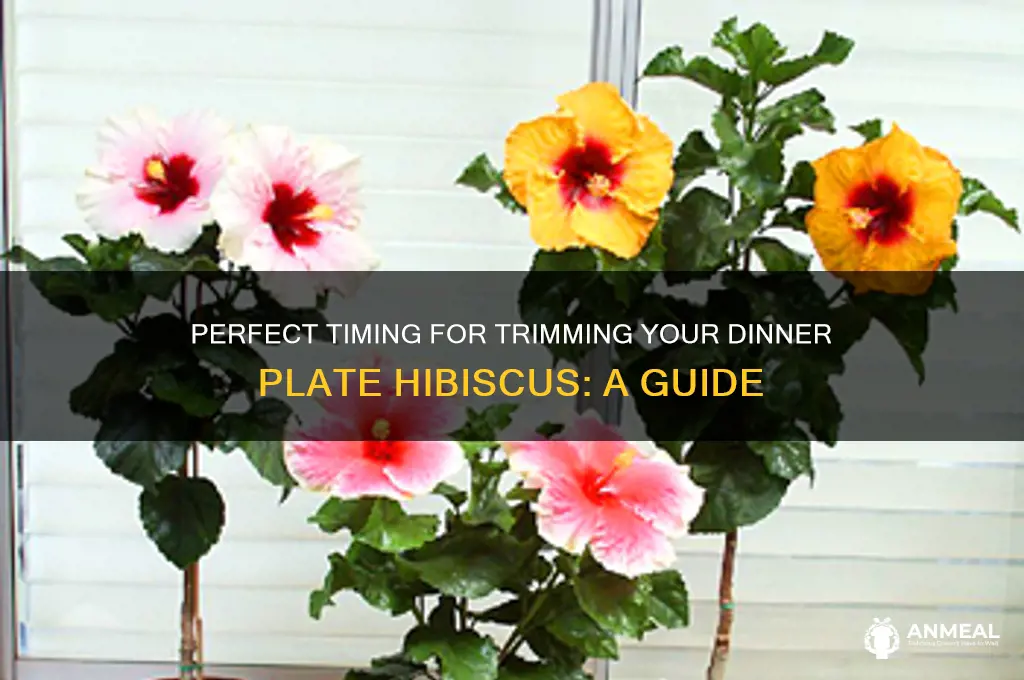 when to trim dinner plate hibiscus