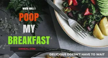 When Will Breakfast Exit? Understanding Digestion Time and Bowel Movements