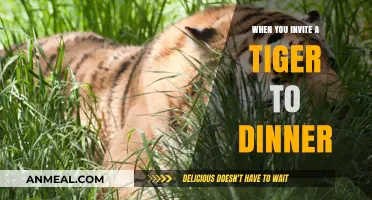 Inviting Danger: The Risky Art of Dining with a Tiger