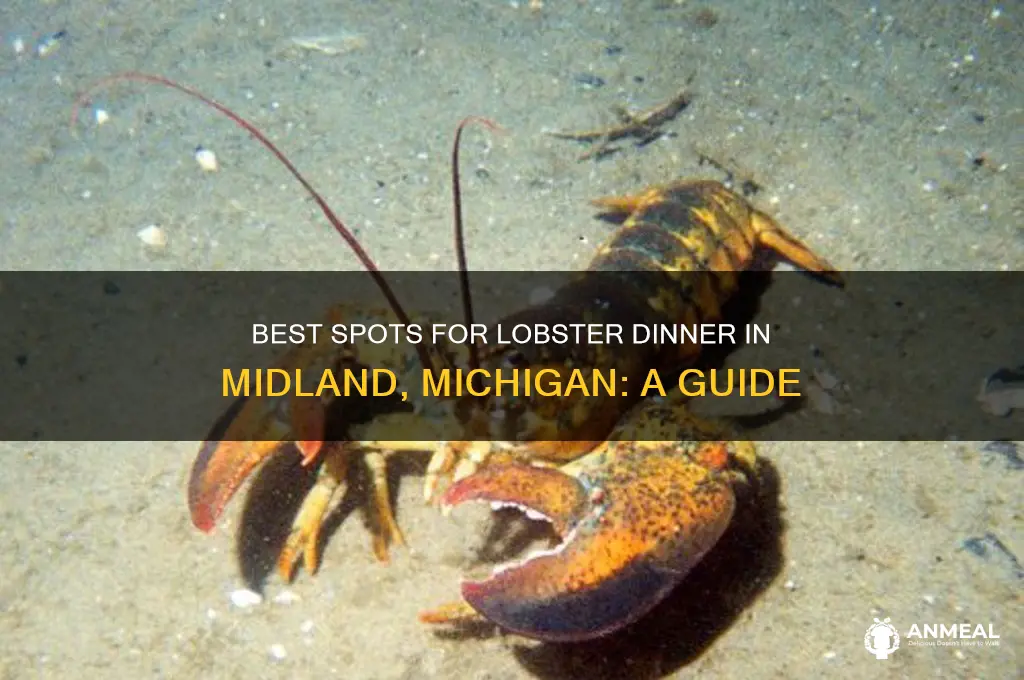 where buy lobster dinner in midland mich