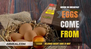 From Farm to Table: Uncovering the Journey of Breakfast Eggs