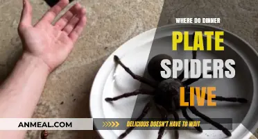Where Do Dinner Plate Spiders Live? Habitat Secrets Revealed