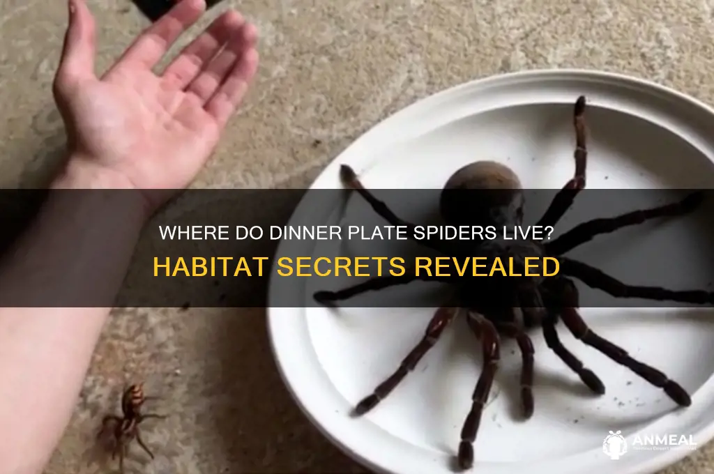 where do dinner plate spiders live