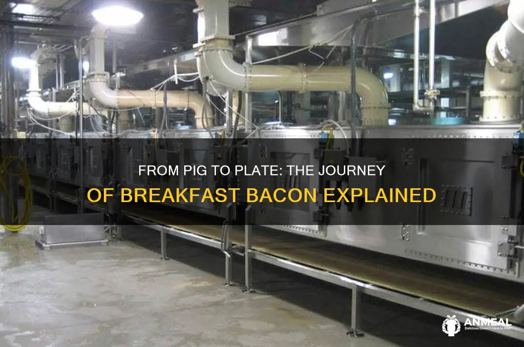 where does bacon for breakfast come from