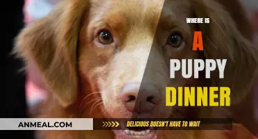 Where to Find the Perfect Puppy Dinner: A Pet Parent's Guide