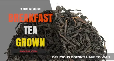 Exploring the Origins: Where English Breakfast Tea is Cultivated