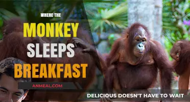 Where the Monkey Sleeps Breakfast: Unraveling the Quirky Morning Ritual