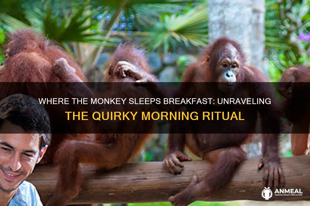 where the monkey sleeps breakfast