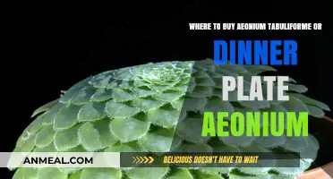 Where to Find and Buy Aeonium Tabuliforme: A Guide