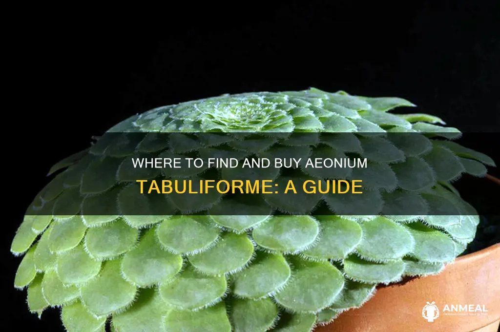 where to buy aeonium tabuliforme or dinner plate aeonium