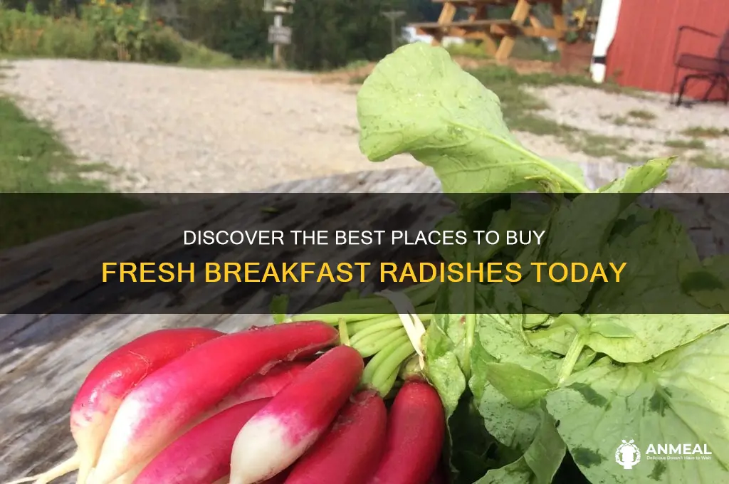 where to buy breakfast radishes