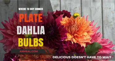 Best Places to Purchase Dinner Plate Dahlia Bulbs Online & Locally