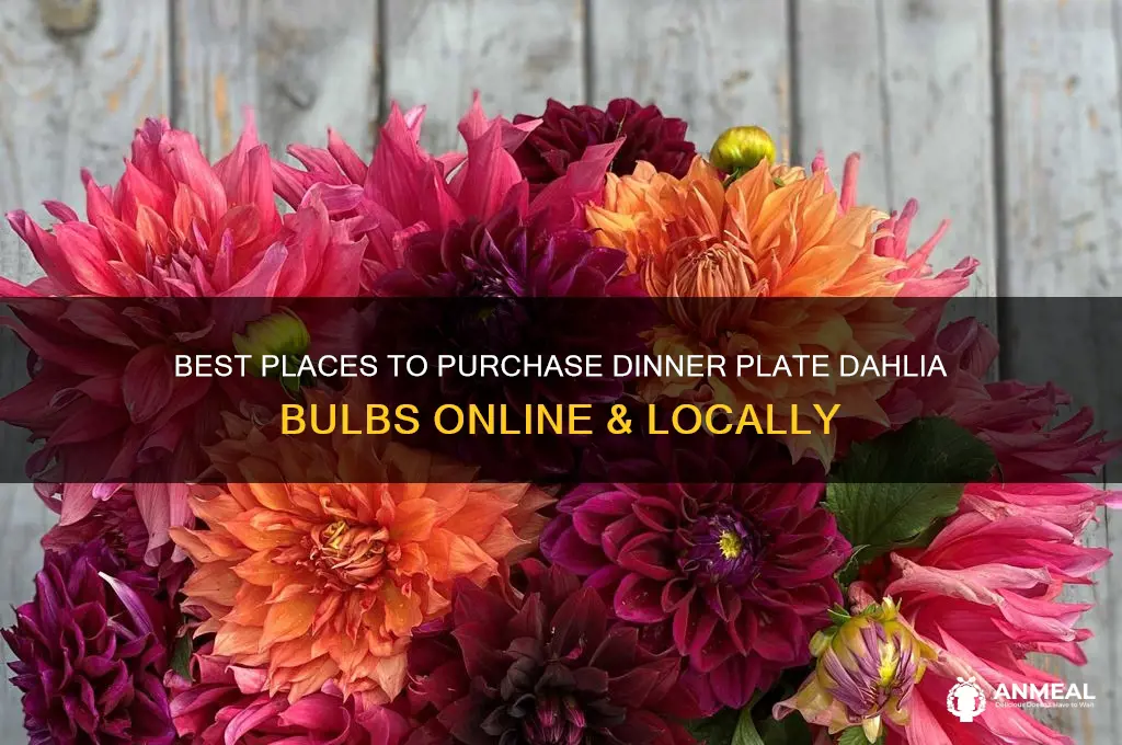 where to buy dinner plate dahlia bulbs